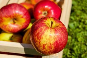 4. Landauer Herbst- und Apfelfest