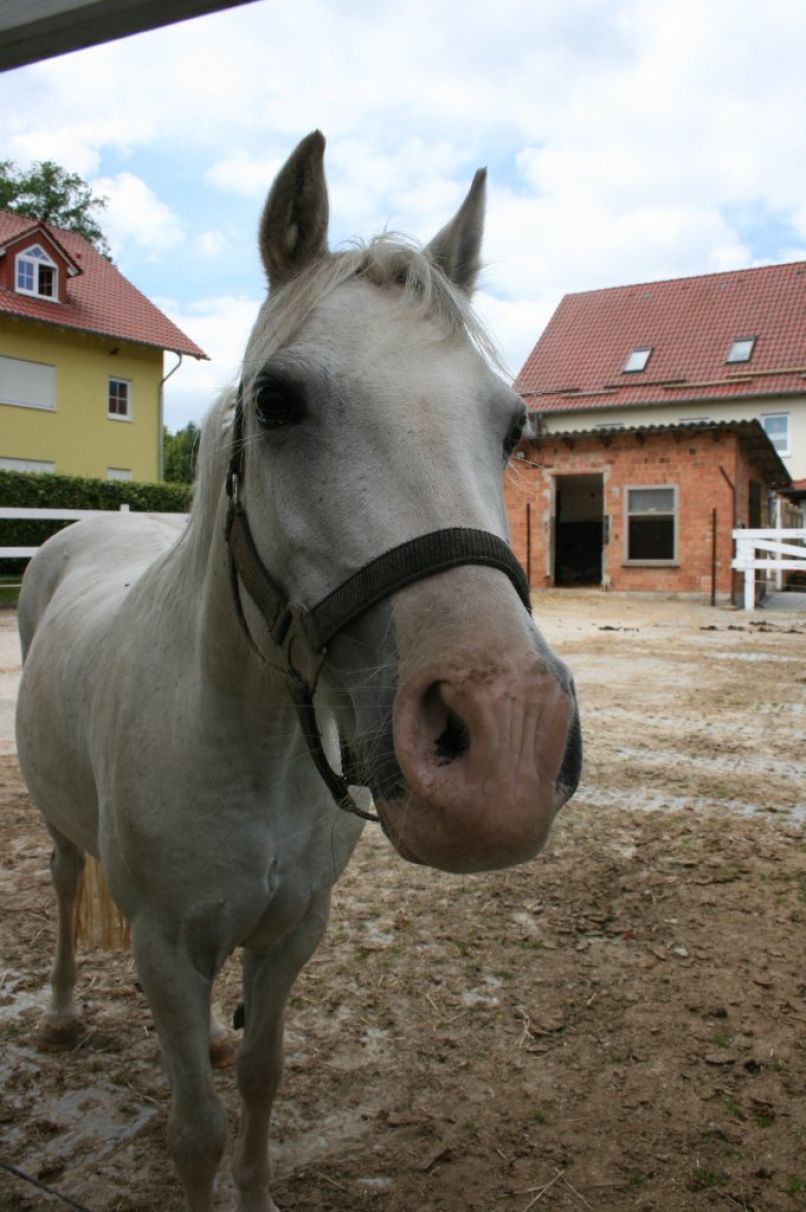 Ferien auf dem Walnusshof