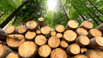 Brennholzverkauf an private Kunden 2023/24